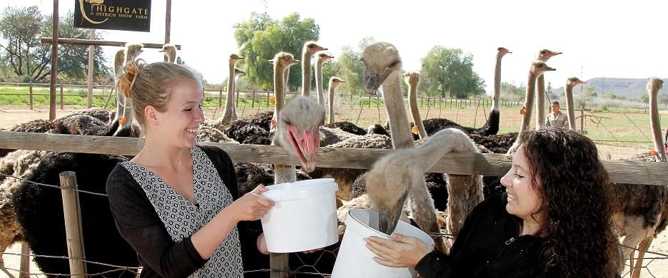 Highgate Ostrich Show Farm