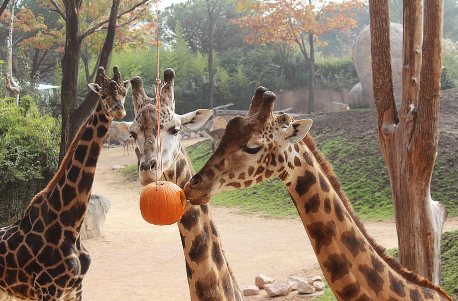 See giraffes in their natural habitat at Zoom Torino