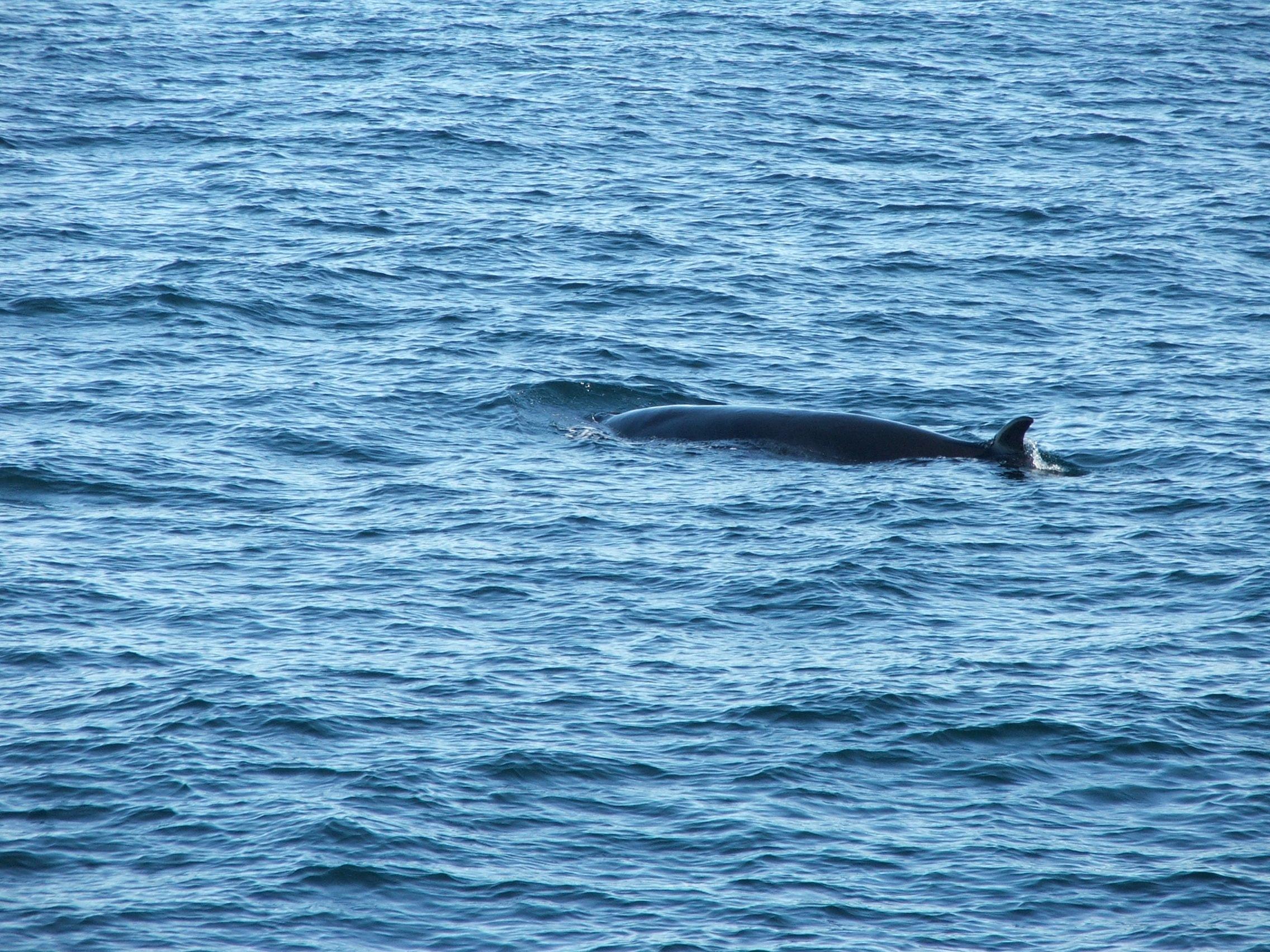 Reykjavik And Húsavík, Iceland-Whale Watching