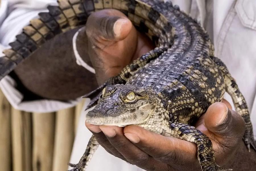 Dubai Crocodile Park Tickets Image