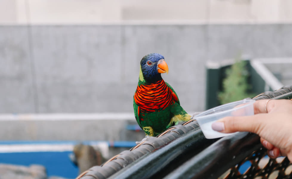 Cebu Ocean Park Tickets Image