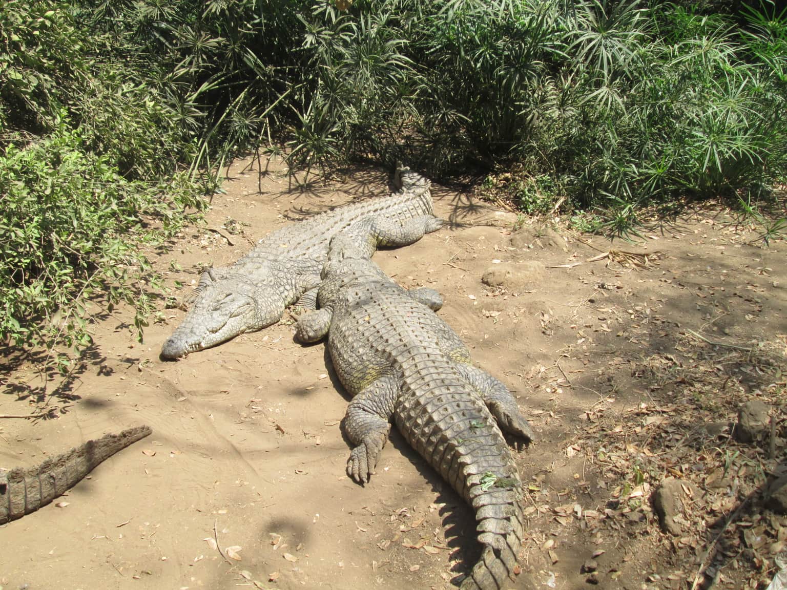 Meserani Snake Park , <em>Arusha</em>