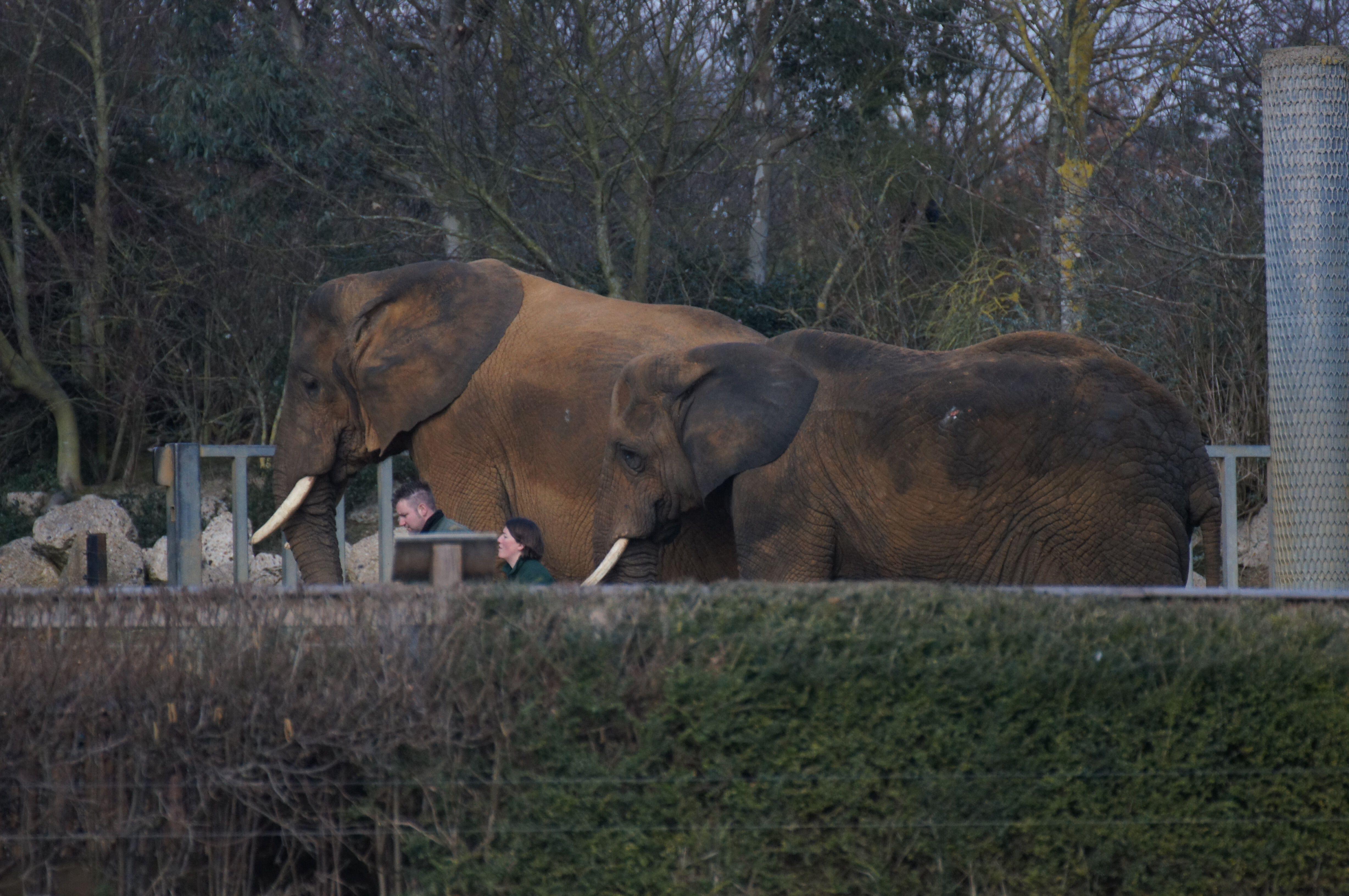 Elephant in Colchester Zoo