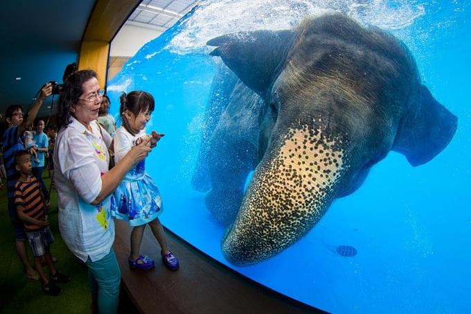 elephant swimming in Khao Kheow Open Zoo