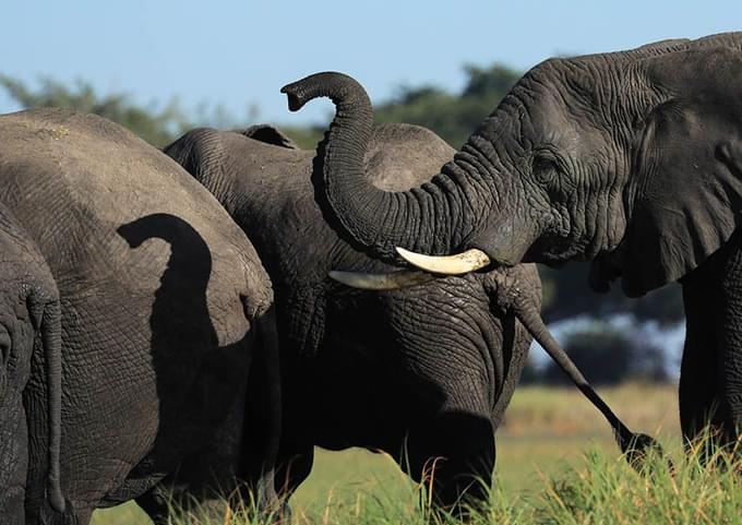 Kafue National Park Safari