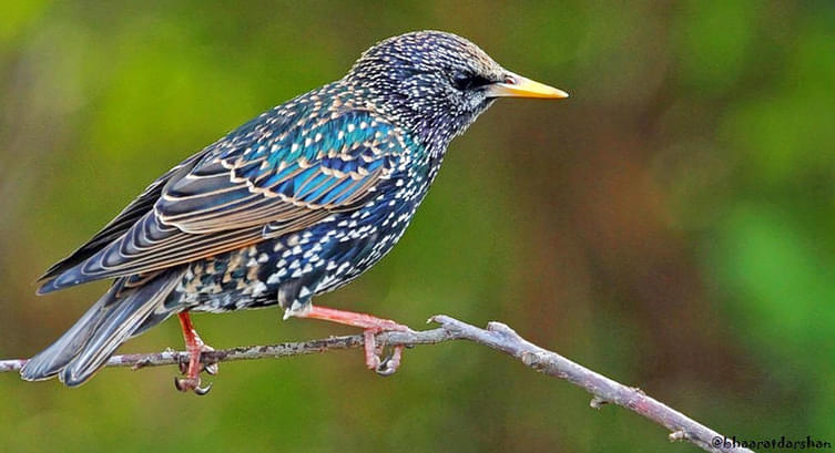 Kharmour Wildlife Sanctuary