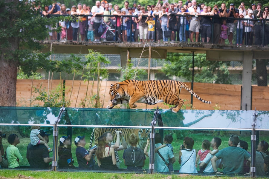 Get an up close look at the tigers as they walk past the glass tunnel