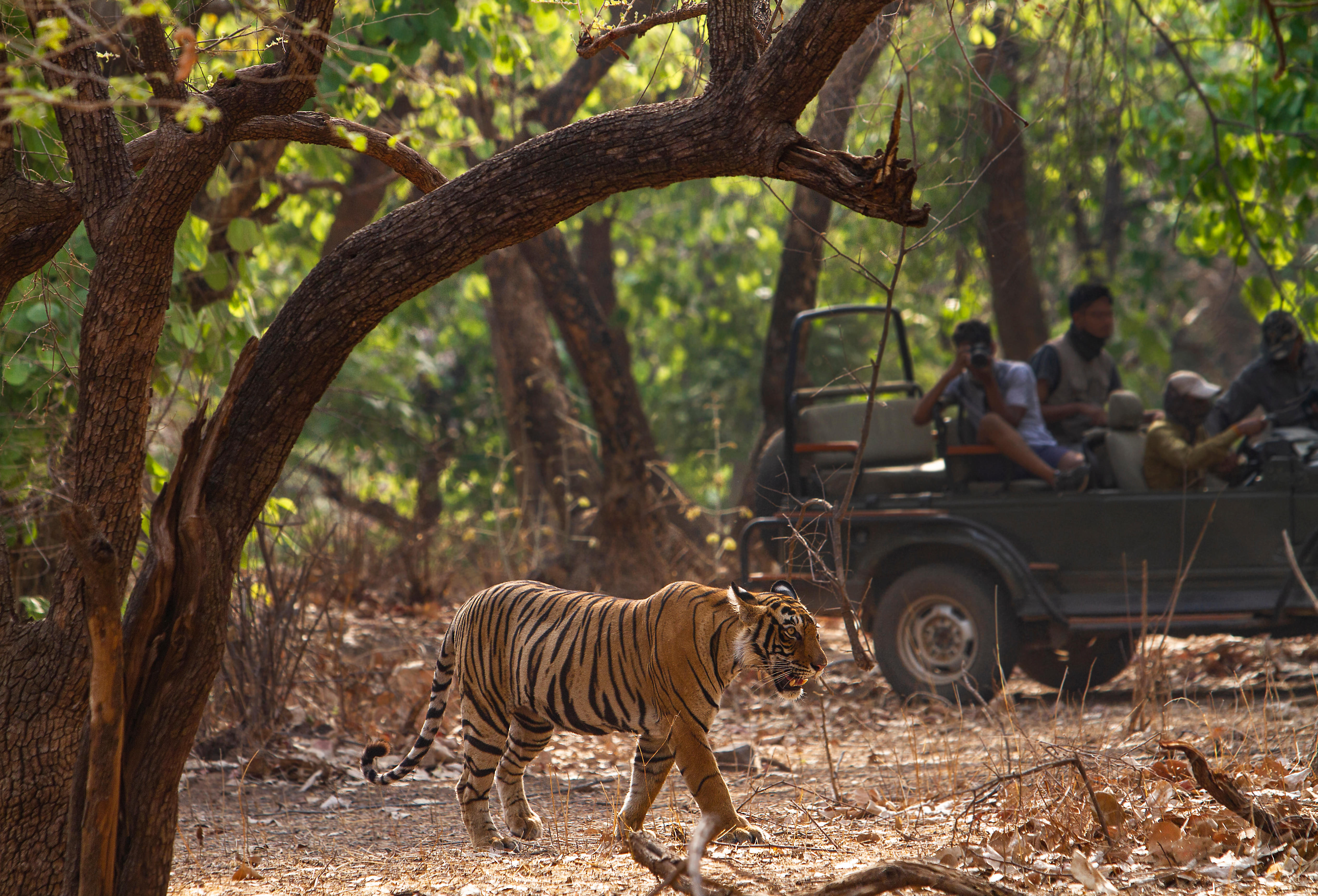 Ranthambore Packages from Mysore | Get Upto 50% Off