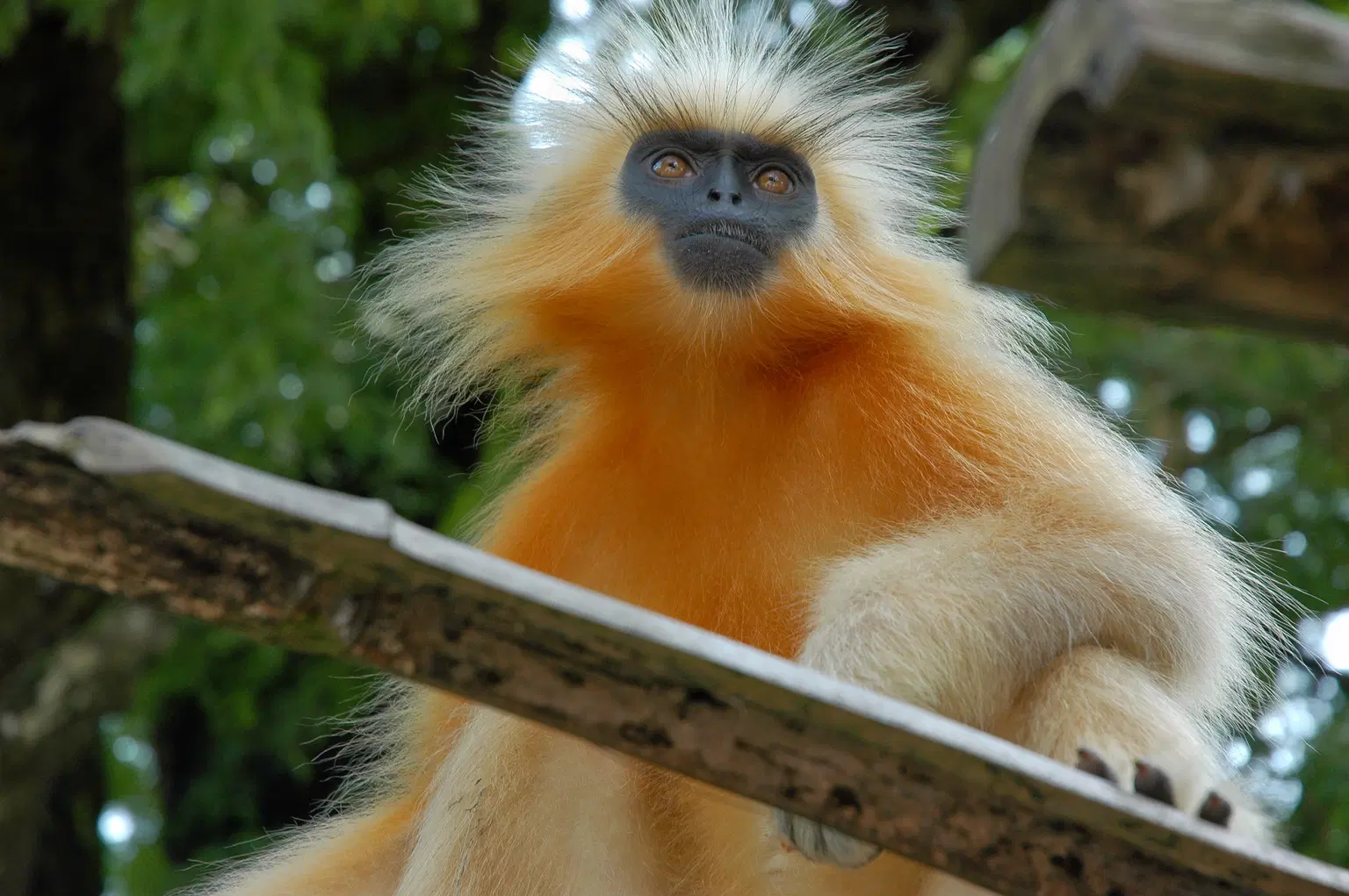 Wangchuck Wildlife Sanctuary