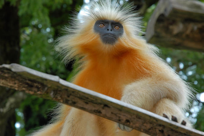 Wangchuck Wildlife Sanctuary