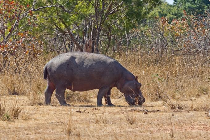 Kafue National Park Safari