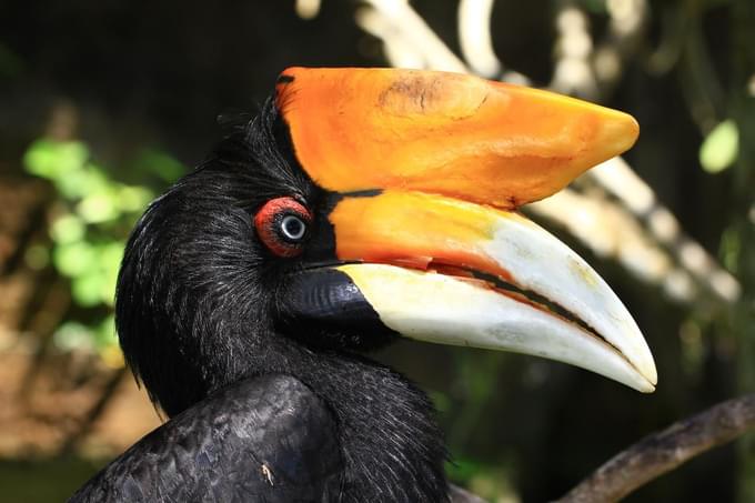 Rhinoceros hornbill in Bali Zoo