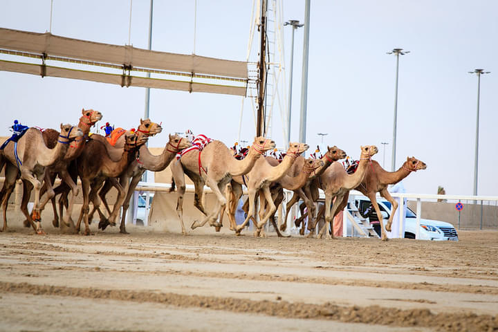 Camel Racing at the Labsah Track