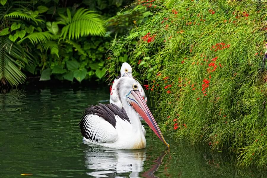 Beautiful Pelican at Bali Bird Park