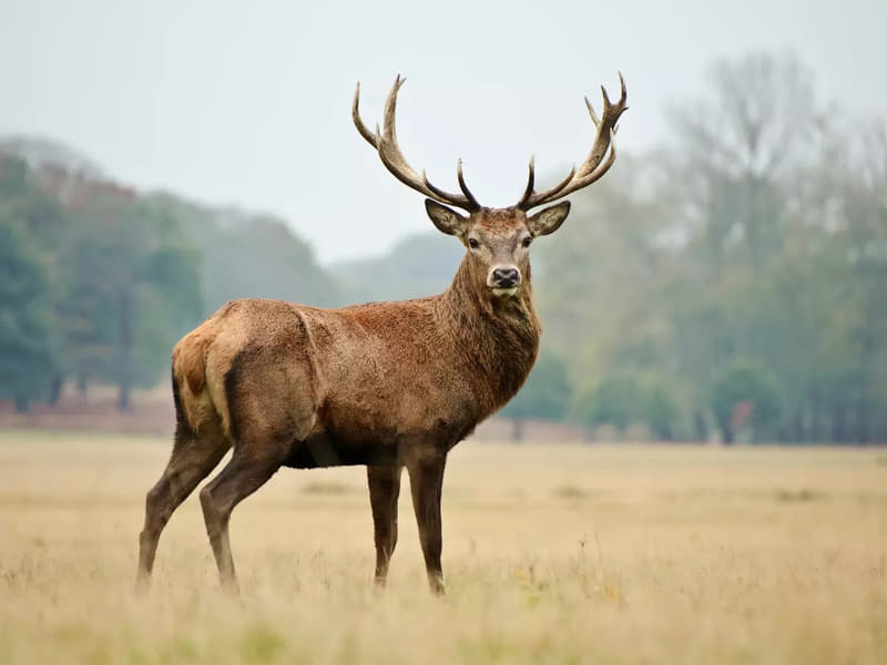 Dachigam National Park Guided Tour Image