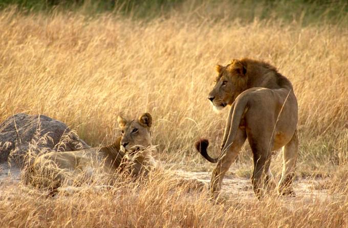 Queen Elizabeth National Park