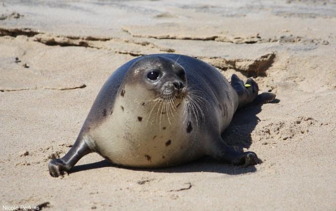 harp seal in Quebec