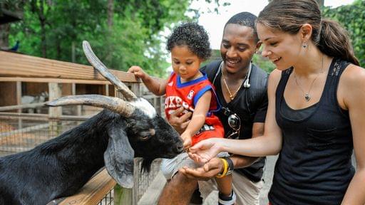 Goat feeding at Bronx Zoo