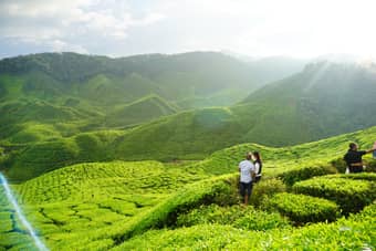 Cameron Bharat Tea Plantation