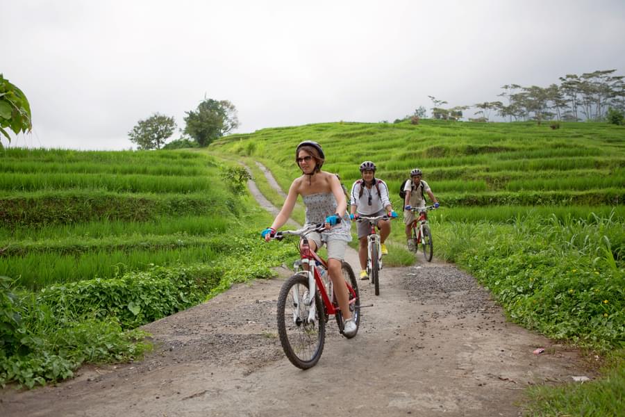 Cycling Through The Rice Paddy At Jatiluwih In Bal Image