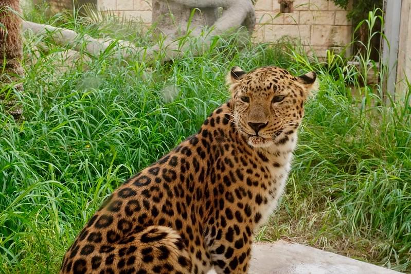 Zoos in Dubai