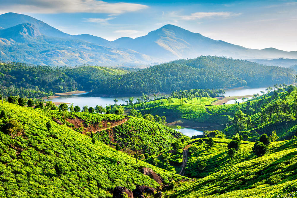 Marvel at the beauty of Munnar's pristine landscapes