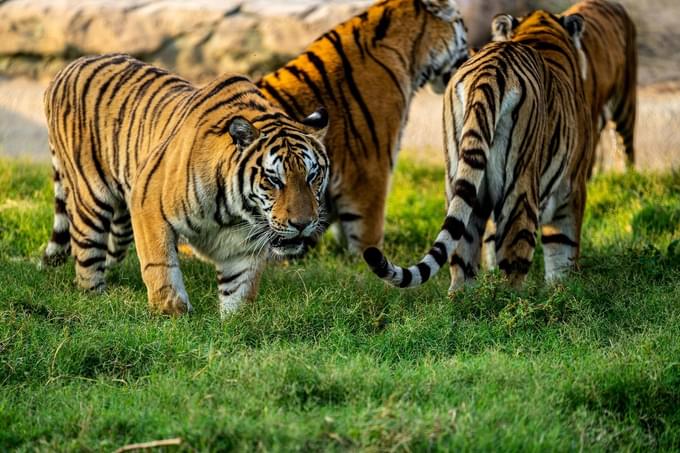 tiger in Dubai Safari Park