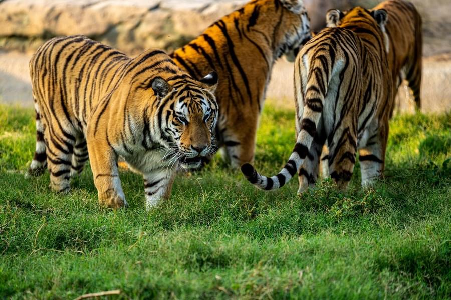 Book Dubai Safari Park Tickets Get Upto 40 Off book-dubai-safari-park-tickets-get-upto-40-off