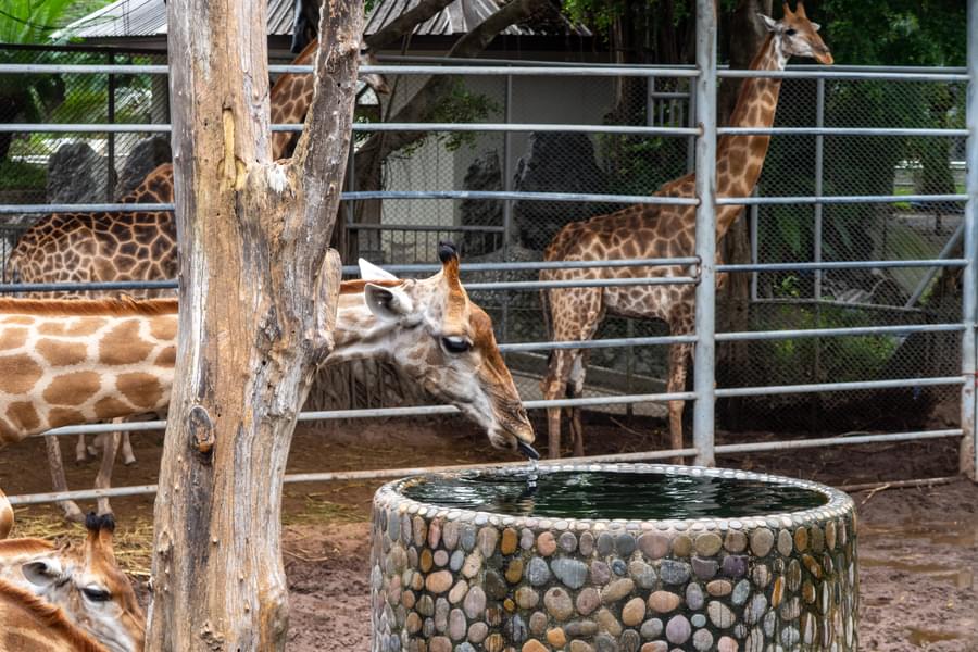 The Million Years Stone Park & Pattaya Crocodile Farm Tickets Image