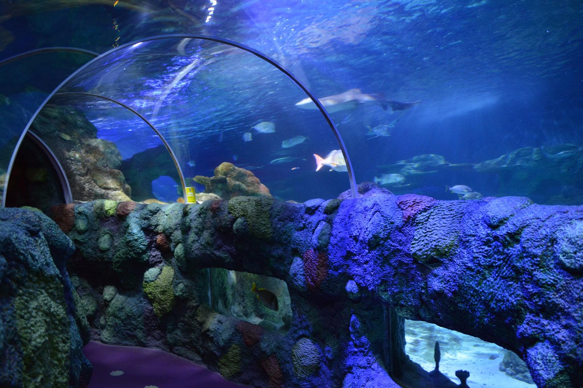 Sea Life Charlotte Concord Aquarium