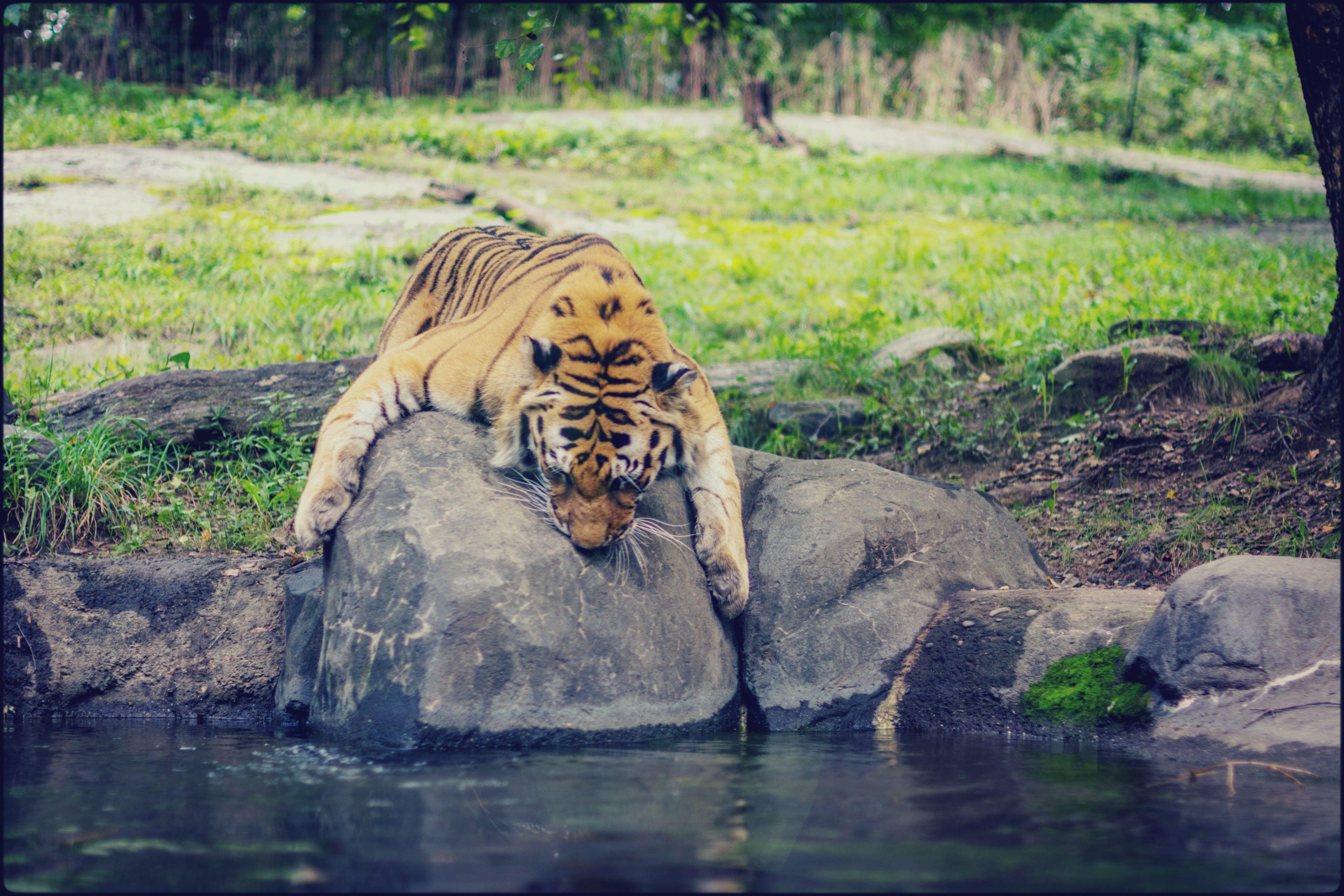 Bronx Zoo