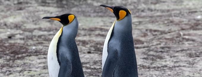 The King Penguins