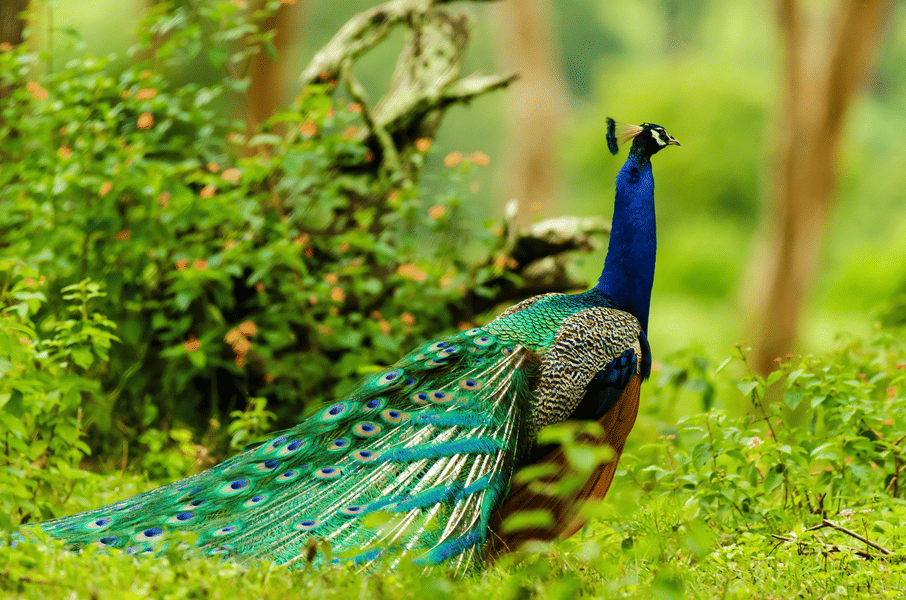 Bird Watching and Trekking Image