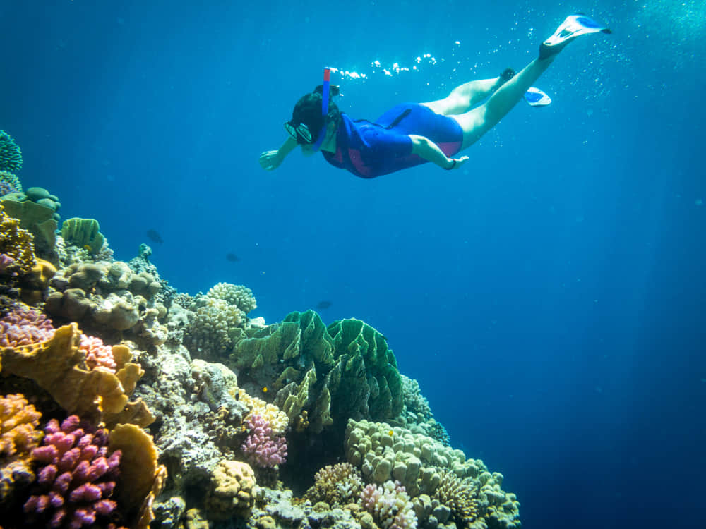 Try Snorkeling and Diving