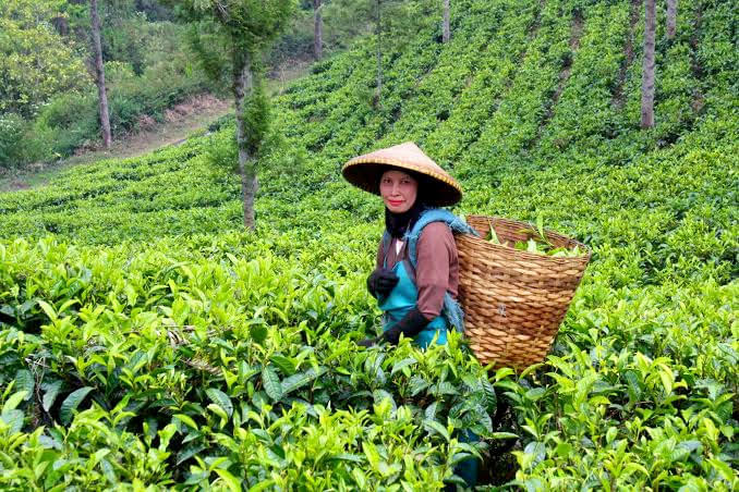 Tea Plantation Walking Tour In Munnar Image