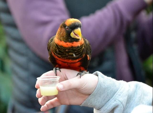 Observe Bird Feeding and Healing Activities