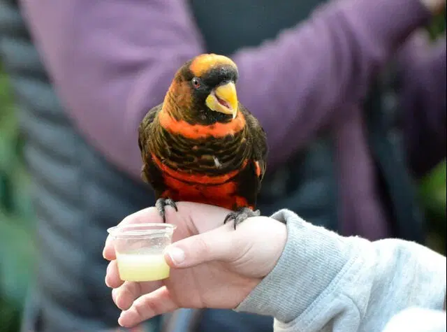 Observe Bird Feeding and Healing Activities