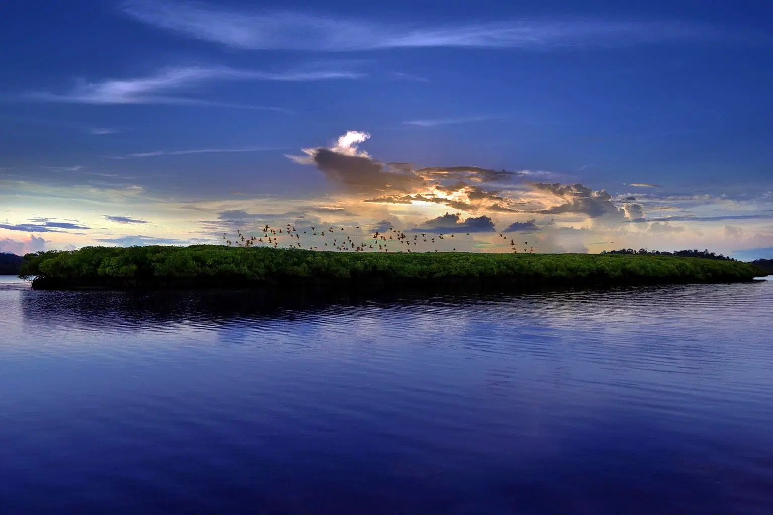 Parrot Island
