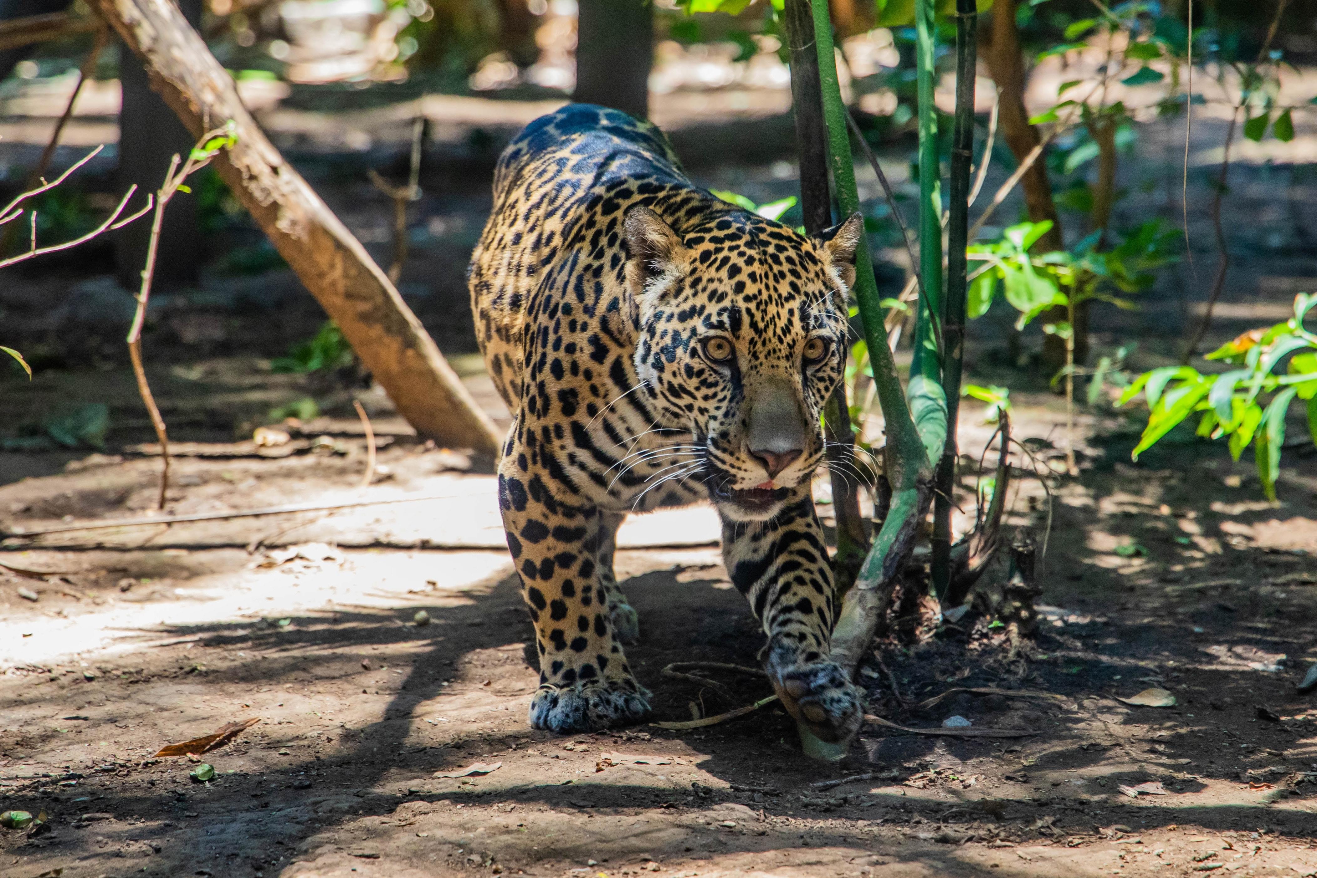 Zoos in Florence