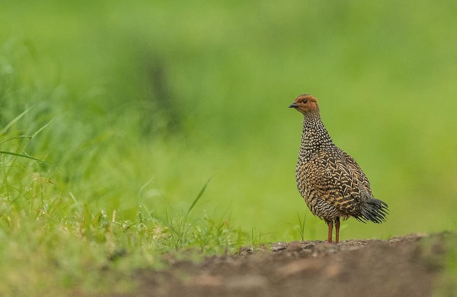 Devalia Park Safari Image
