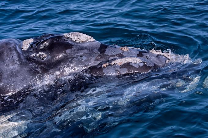 Hermanus Whale Watching.jpg