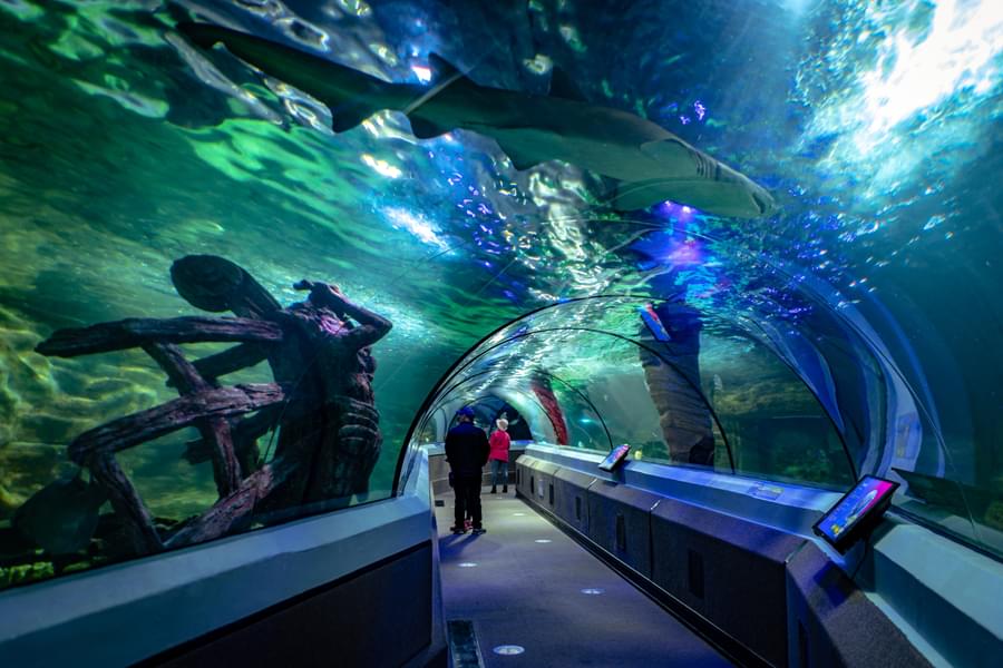 Experience the magnificent views of fishes and sharks swimming over your head at Ocean Tunnel