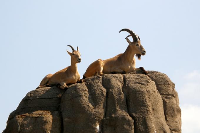 Goats at Toronto Zoo