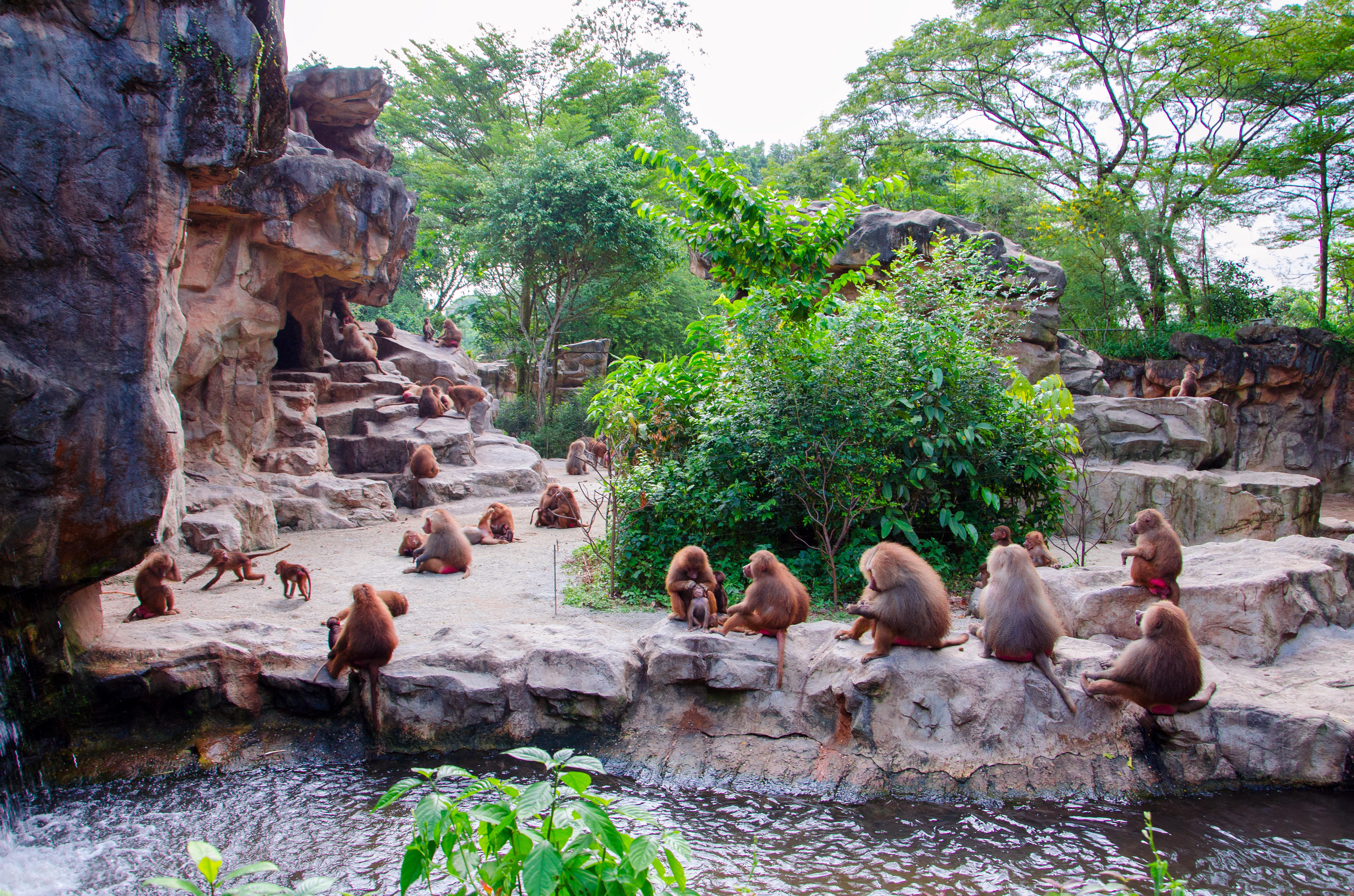 Singapore zoo in day