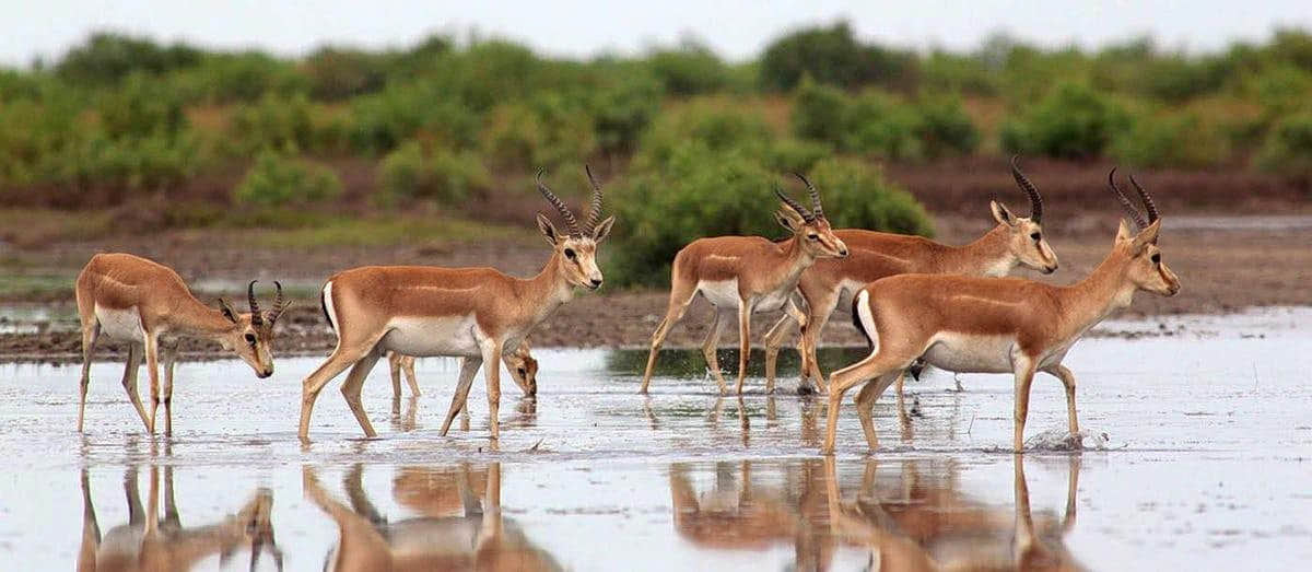 Shirvan National Park