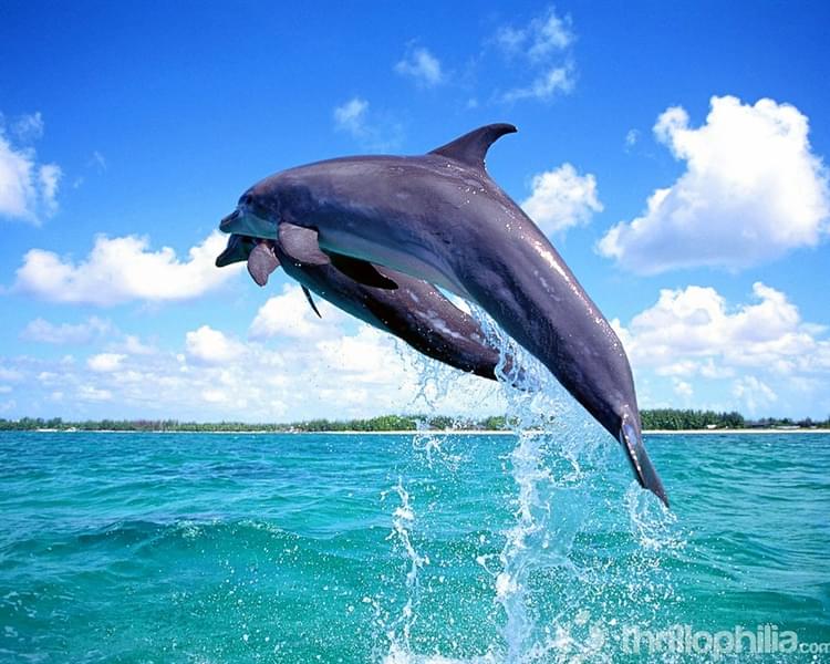 Dolphin Spotting Trips At Om Beach Image