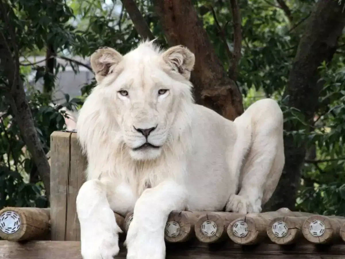 Johannesburg Zoo, <em>South Africa</em>