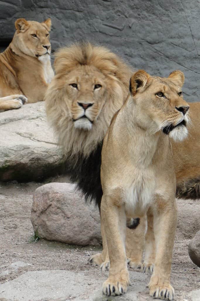 Tierpark Hagenbeck