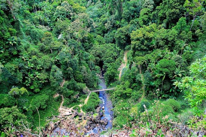 Springbrook National Park Tour