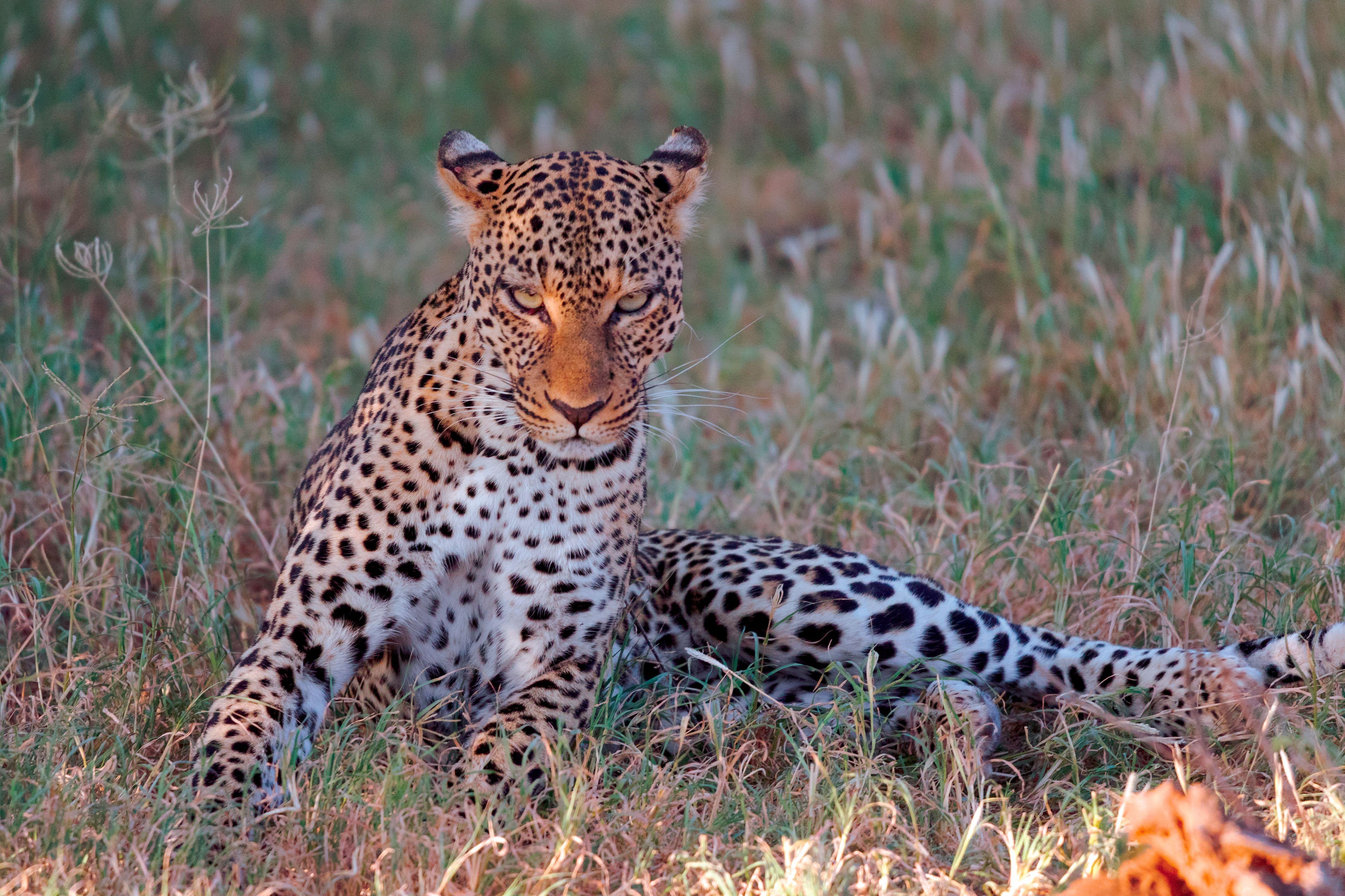 Samburu National Reserve